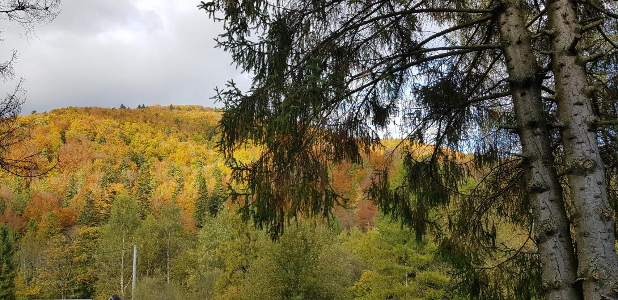 Lesne Berdo Przyslup Bed & Breakfast Cisna Bagian luar foto
